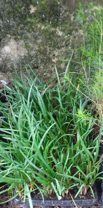 Plantas para sebes e outras