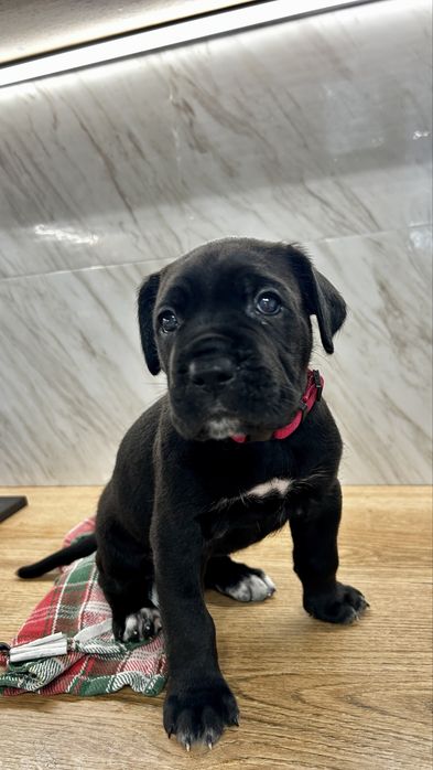 Szczeniaki Cane Corso