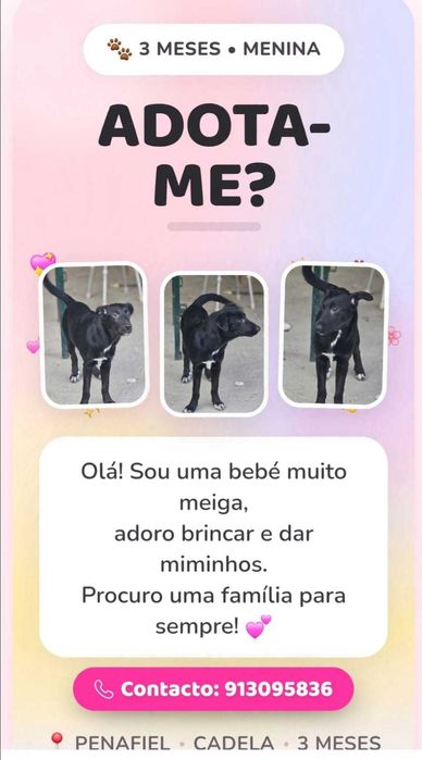 Cadelinha para adoção