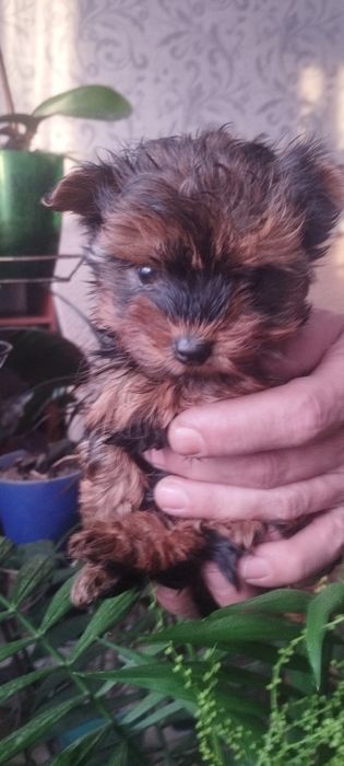 Йоркширский терьер