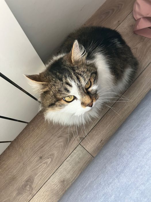 Знайшли стерилізовану кицю