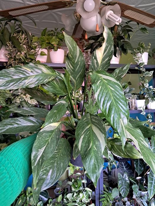 Skrzydlokwiat spathyphillum diamond variegata