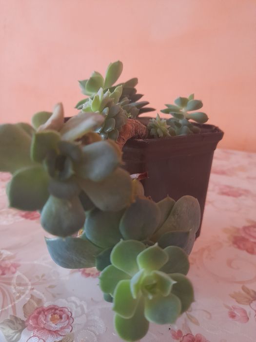 Продаються вазони різні