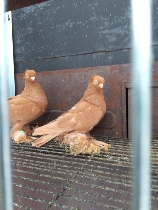 Ptaki gołębie ozdobne