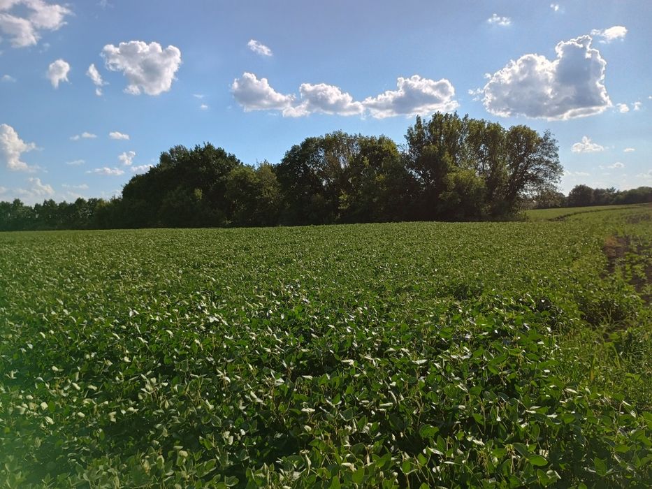 Продам земельну ділянку в с.Стави