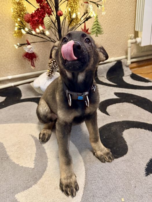 Цуценя німецької вівчарки