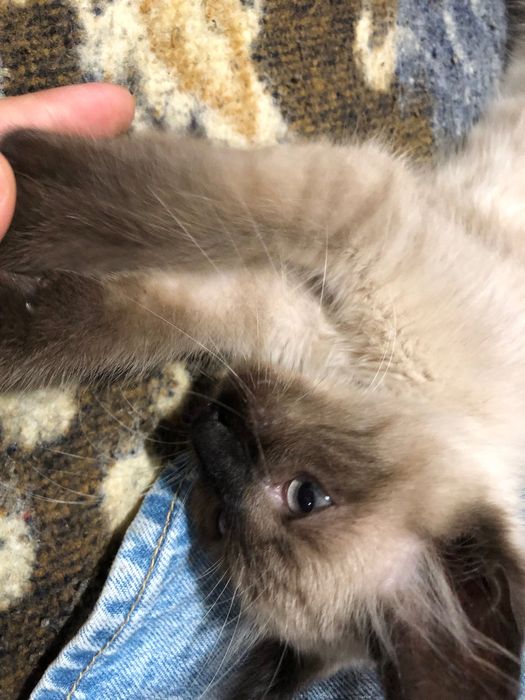 Gatinho Filhote para Adoção Responsável