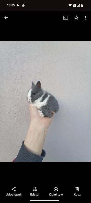 Króliki_miniaturki- błekitne