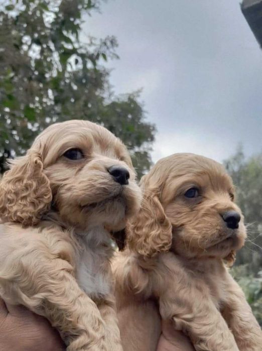 Cocker Spaniel Inglês MACHO DOURADO com LOP e AFIXO