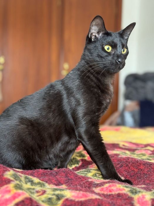 CASTRADO | Macho juvenil disponível para adoção responsável