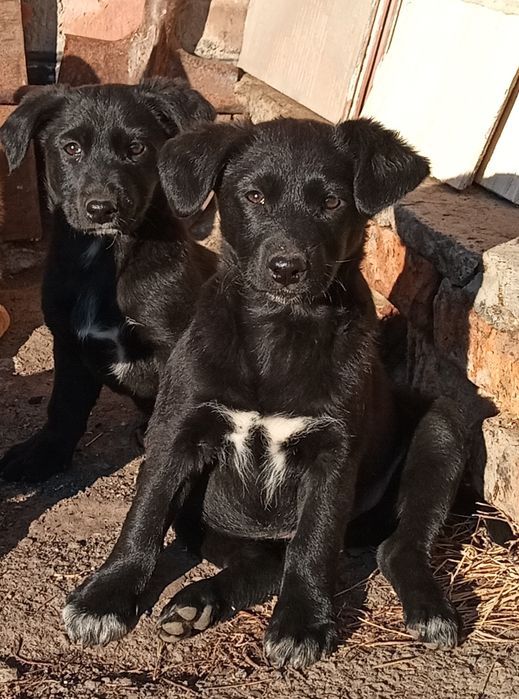 Тварини домашні віддам