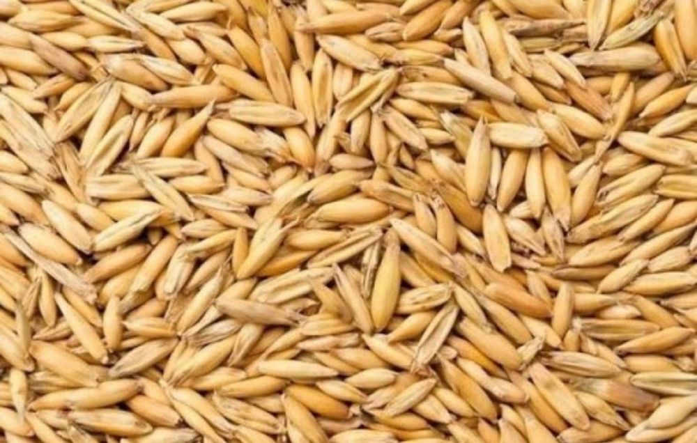 Sprzedam owies             .