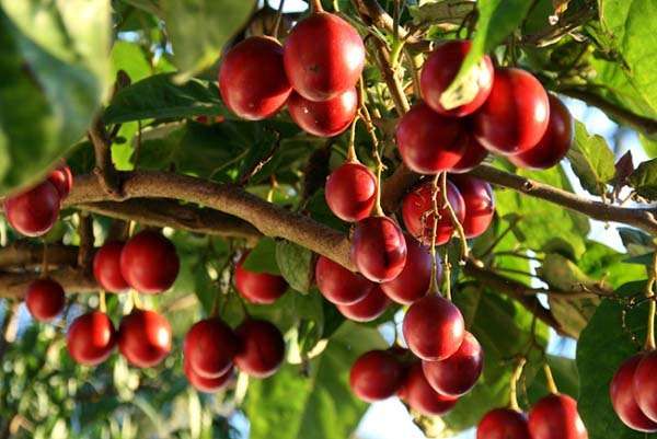 Plantas Tamarilhos. dos Vermelhos agridoce,