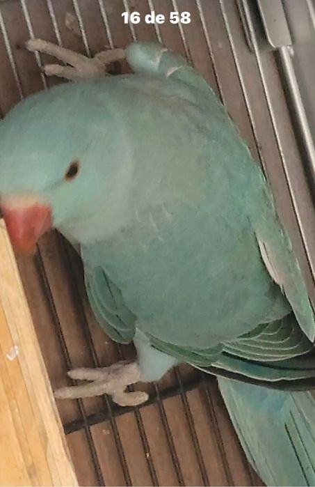 Ring neck azul fêmea