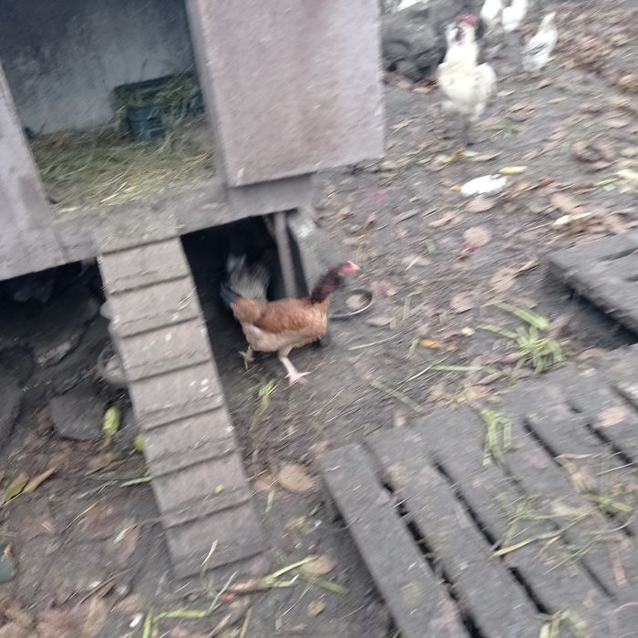 Молоденькі курочки