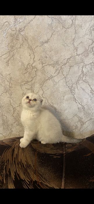 Скоттиш ( фолд )