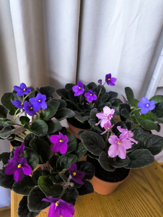 Набір фіалок з 5 штук