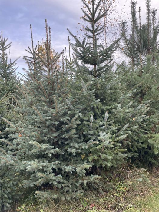 Duże Świerki 350cm  ‼️Świerki do 450cm