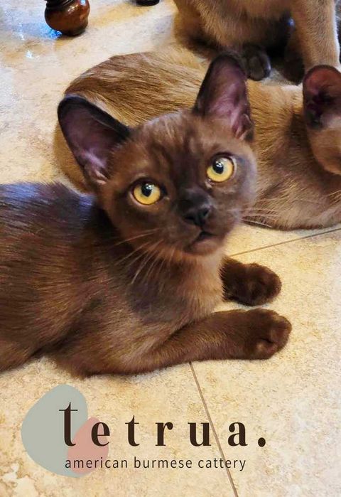 Настоящая кото-собака - американская бурма!!!