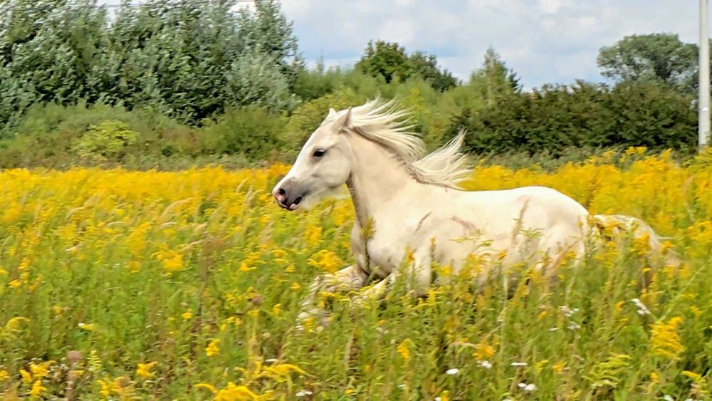Gypsy cob nie tinker