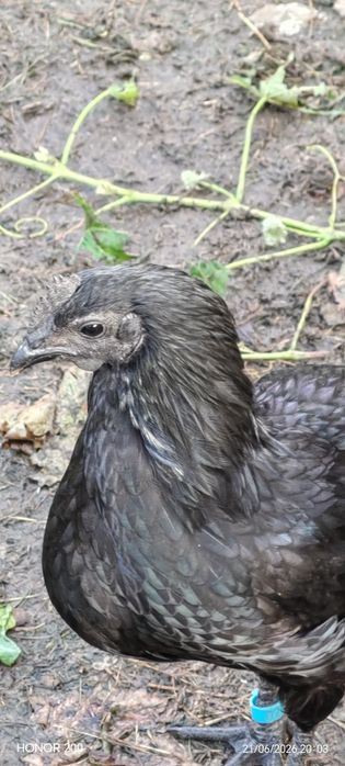 Kogut Ayam Cemani
