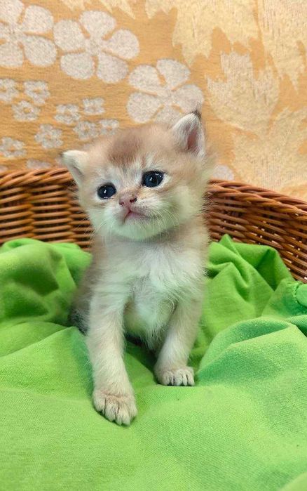 Шотландские котята (ЗОЛОТАЯ ШИНШИЛЛА)