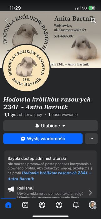 Karzełek Niderlandzki, Teddy, Mini Lop, Baranki Królik Króliki