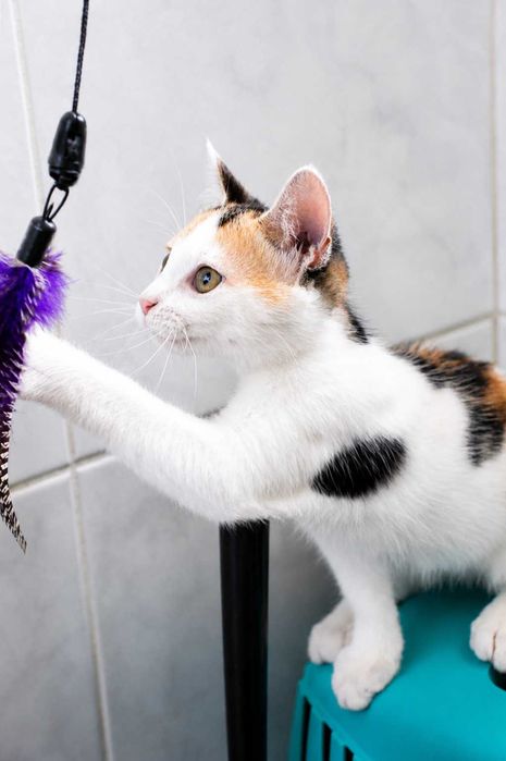 FÊMEA | Gatinha curiosa e brincalhona para Adoção Responsável