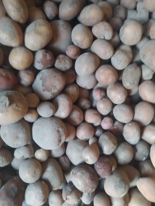 Дрібна картопля, на корм тваринам