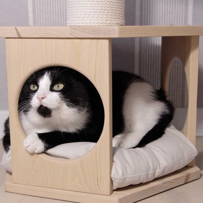 Котяче дерево з доміком