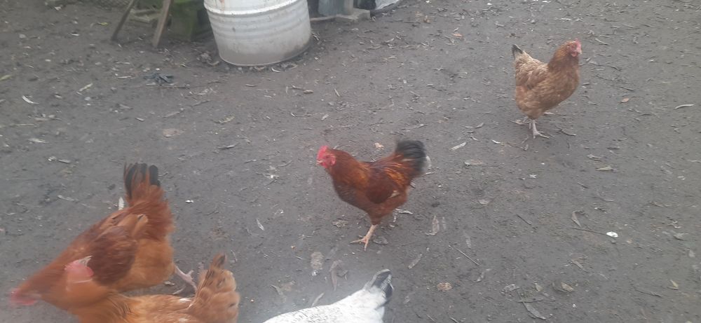 Jurne koguty tegoroczne