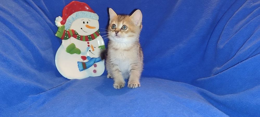 Мега шикарний британец хлопчик золота шиншила чекає на родину