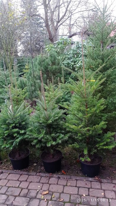 CHOINKI rezerwacja w szkółce doniczkowych roslin