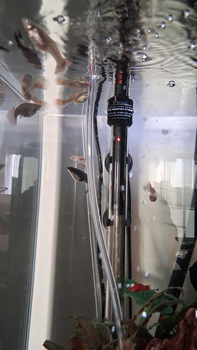 Guppy's Machos e Fêmeas 2/2 para venda