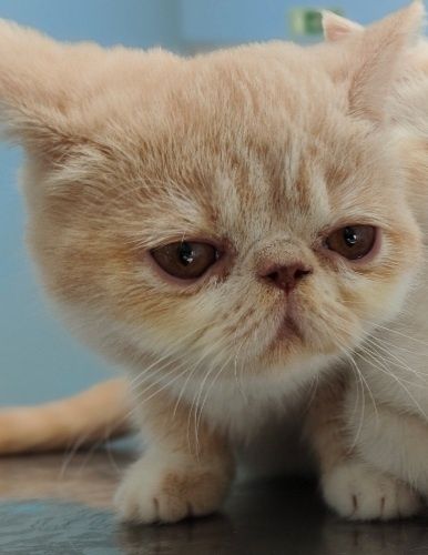 PERSA EXÓTICA (fêmea)