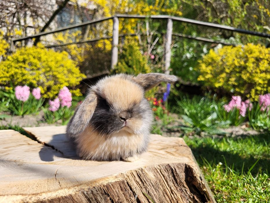 Króliczki Mini Lop.