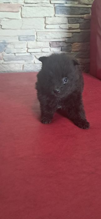 Spitz alemão anão macho