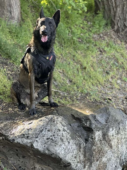 Бельгийская овчарка