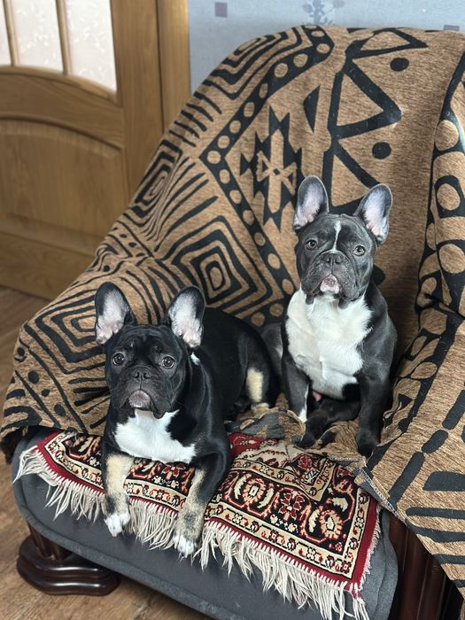 Терміновий продаж!!!Дівчинка та хлопчик  французький бульдог 7 місяців