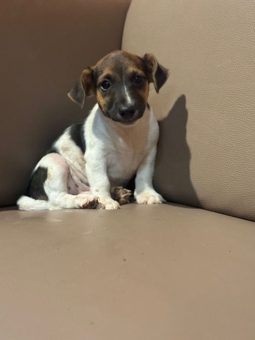 Jack russell terrier macho