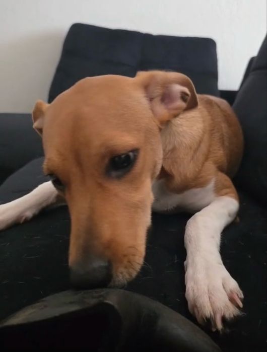 Marley para adoção responsável