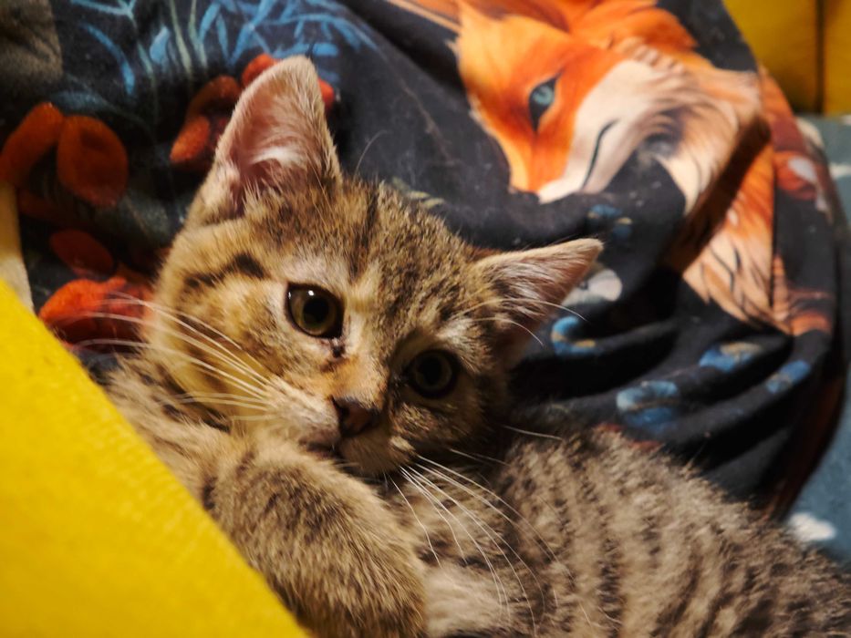 Małe kotki w dobre ręce Kot Kocur Kocurek Kitty Kocinder