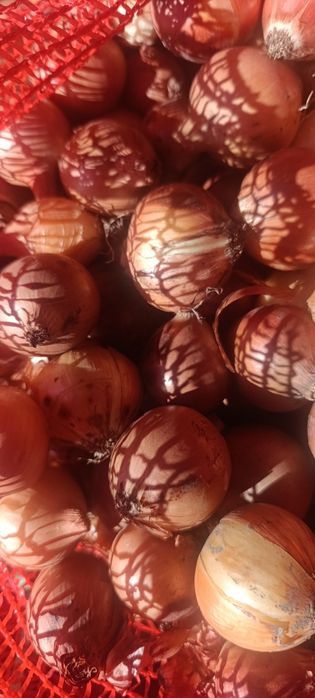 цибуляна  сівок посадку на перо фракція 3-4