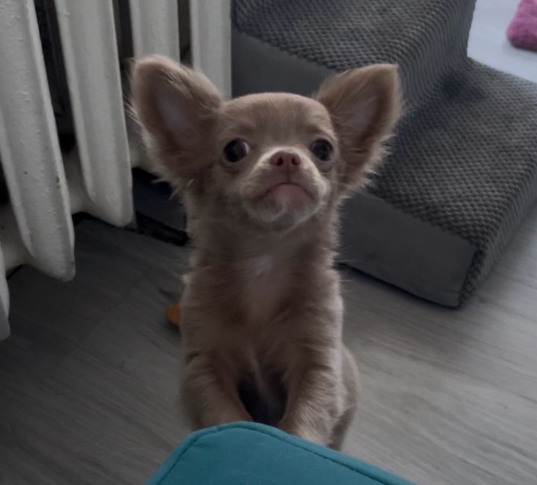 Chihuahua długowłosy