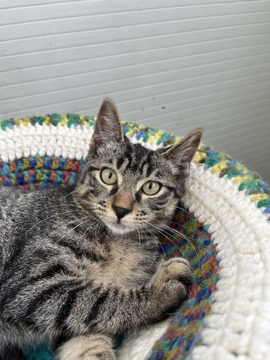 Oliver- Gatinho para Adoção
