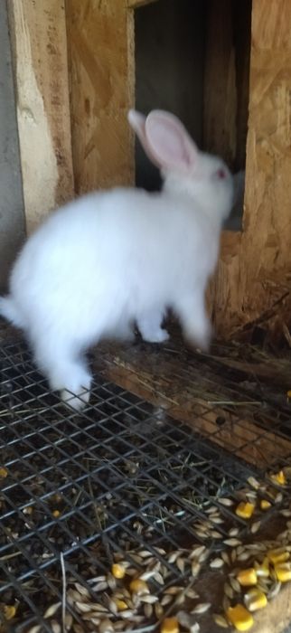 Кролята Каліфорнії,та Термонців.