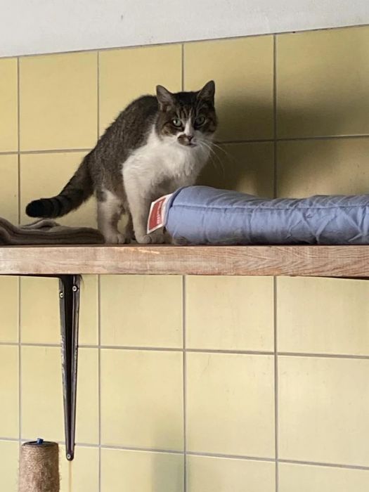 Kotka Belka do adopcji!