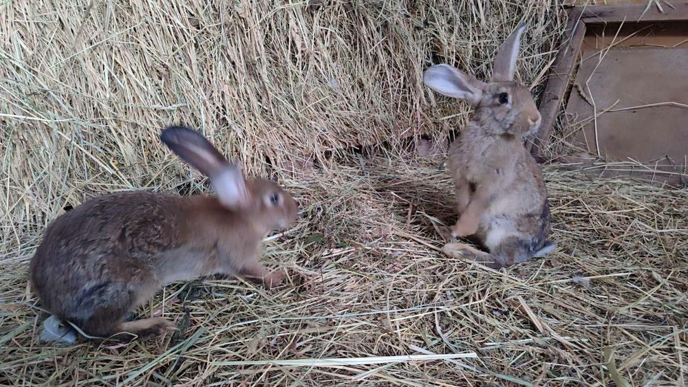 Кролі кролики декілька порід