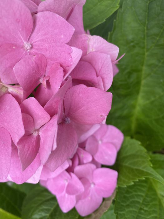 Гортензія широколиста