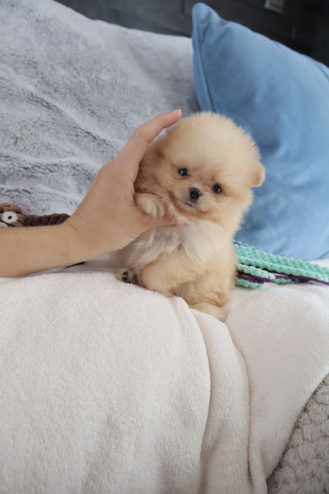 Lulu da Pomerânia.  500 gramas Super Mini.Ursinha Russa. Spitz anão. LOP e Afixo.